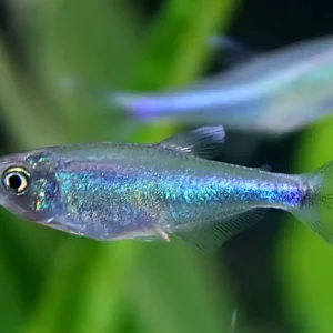 Blauer Perusalmler (Boehlkea fredcochui) Kracherpreis